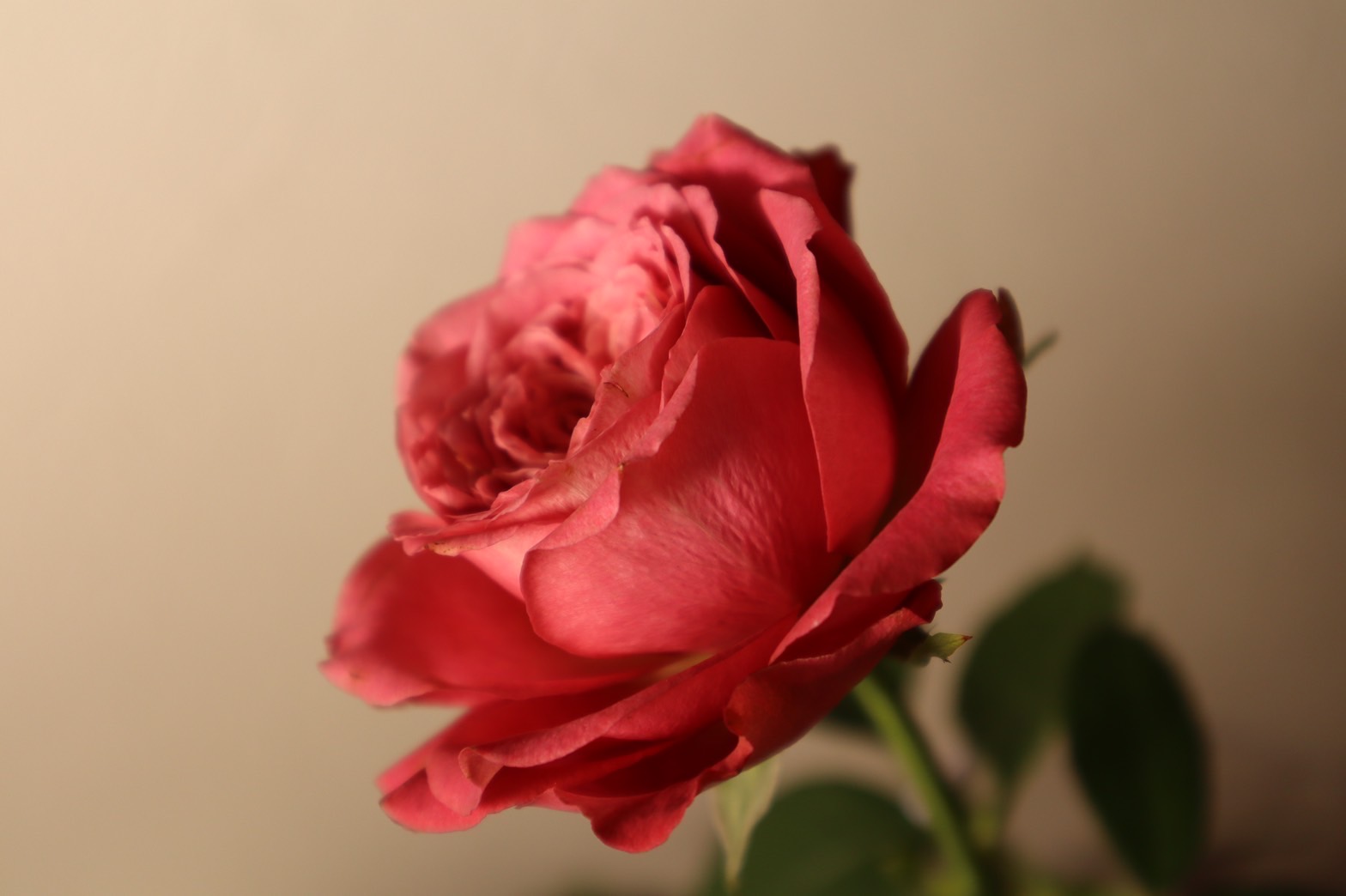 薔薇の香り
